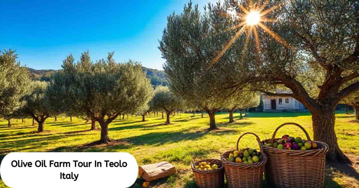 Olive Oil Farm Tour In Teolo Italy