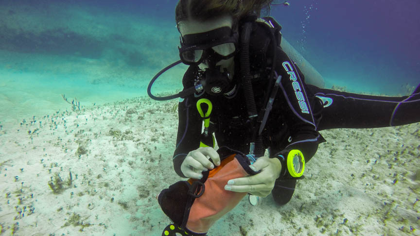 Must-Try Dive Trips for Underwater Photographers